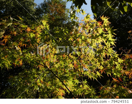 Ikkyu-ji, a young autumnal tree that is transparent in yellow in the light Ikkyu-ji, a young autumnal tree that is transparent in yellow in the light 79424551