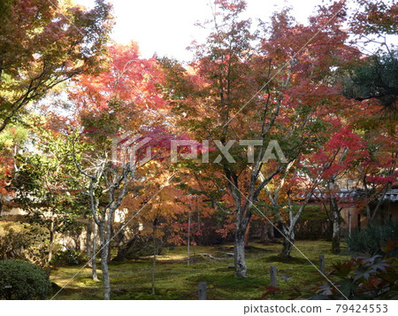 一休寺，從正殿望去的院落紅葉景觀 79424553