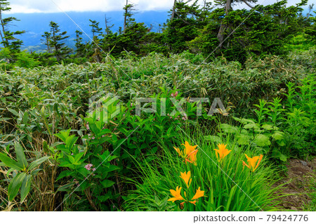 日光 Kisuge Aomori Todomatsu 秋田縣森吉山 日光 Kisuge Aomori Todomatsu 秋田縣森吉山 79424776