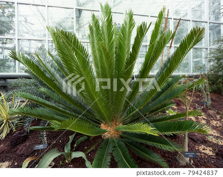 恩塞法拉托斯雷曼尼 恩塞法拉托斯雷曼尼 79424837