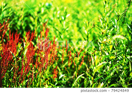 植物“酢漿草”蓼科 79424849