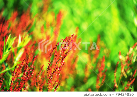 植物“酢漿草”蓼科 79424850