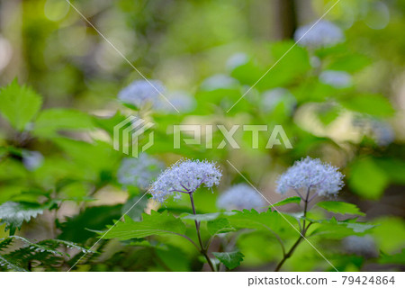 雨季在山間綻放美麗花朵的小繡球 雨季在山間綻放美麗花朵的小繡球 79424864