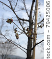 櫻桃芽 79425006