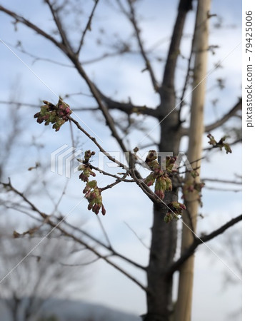 櫻桃芽 79425006
