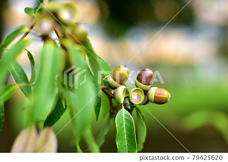 Acorn fruit (white oak) Acorn fruit (white oak) 79425620