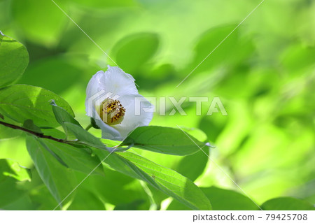 Summer Camellia Summer Camellia 79425708
