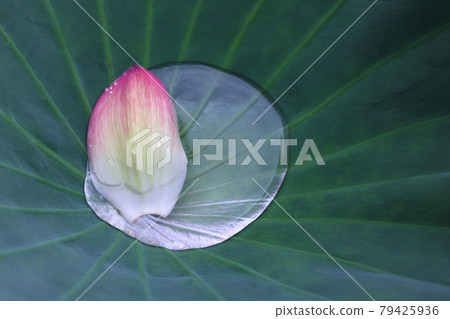 一朵蓮花 一朵蓮花 79425936