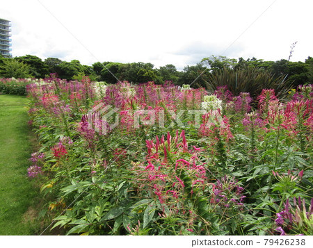 Cleome purple and white flowers Cleome purple and white flowers 79426238