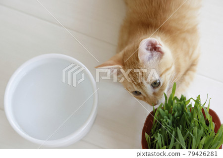 Everyday scenery of cat parents and children Everyday scenery of cat parents and children 79426281