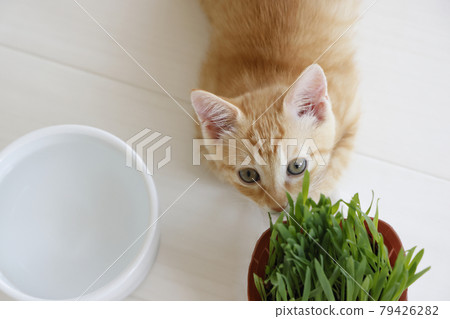 貓父母和孩子的日常風景 79426282