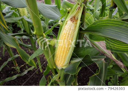 Cultivation of corn 79426303