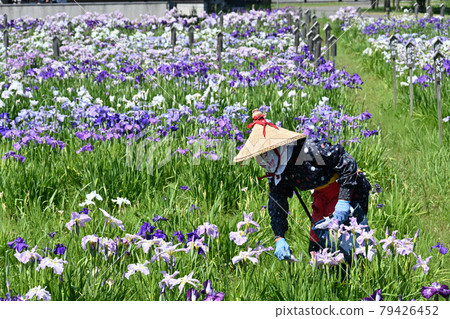 Itako irises, Dragon Boat Festival, Japanese mental landscape Itako irises, Dragon Boat Festival, Japanese mental landscape 79426452
