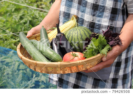 Summer vegetable harvest 79426508