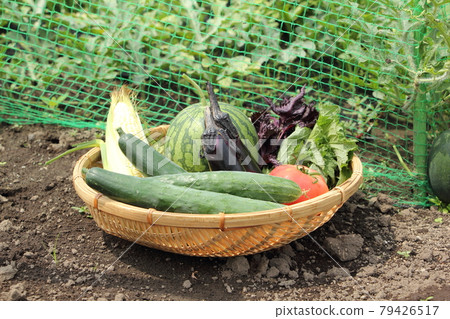 Summer vegetable harvest Summer vegetable harvest 79426517