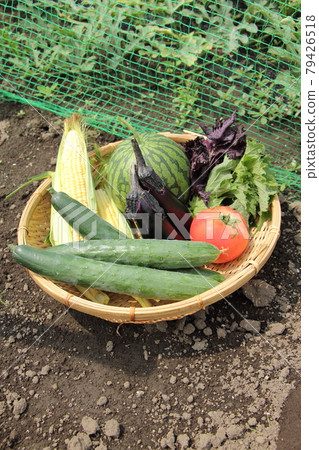 Summer vegetable harvest 79426518