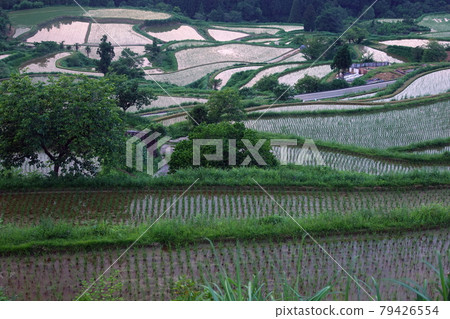 黃昏的吉信梯田 黃昏的吉信梯田 79426554