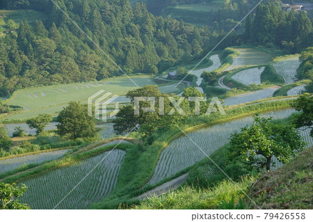 100 selections of rice terraces in Yoshinobu 100 selections of rice terraces in Yoshinobu 79426558