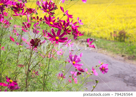 收穫前的稻穀和盛開的波斯菊 79426564