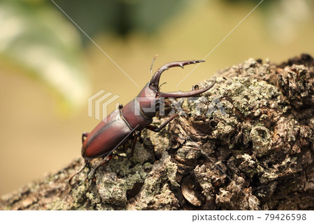 看到牙刷 79426598