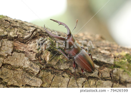 看到牙刷 看到牙刷 79426599