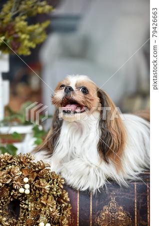 Shih Tzu 在聖誕節背景推薦 Shih Tzu 在聖誕節背景推薦 79426663