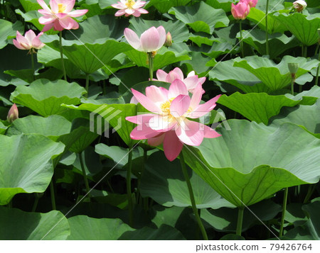 盛開的千葉公園男鹿荷花的粉紅色花朵 盛開的千葉公園男鹿荷花的粉紅色花朵 79426764