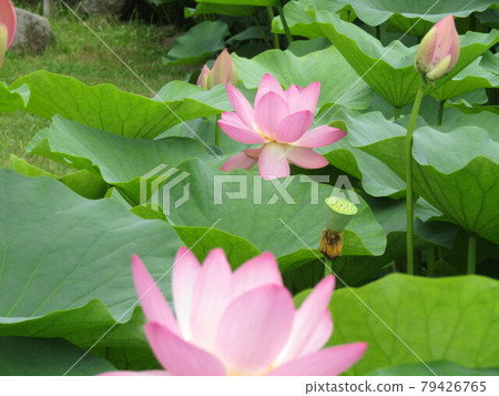 盛開的千葉公園男鹿荷花的粉紅色花朵 盛開的千葉公園男鹿荷花的粉紅色花朵 79426765