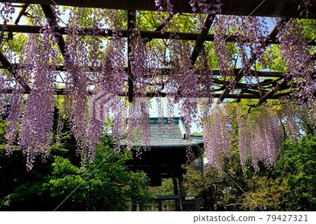 Nishiarai Daishi Bell Tower and Wisteria in full bloom 79427321