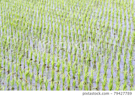 Paddy landscape after rice planting 79427789