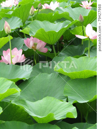 盛開的千葉公園男鹿荷花的粉紅色花朵 照片素材 圖片 圖庫