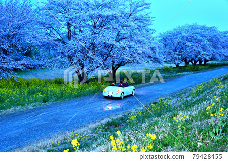 Before sunrise Night cherry blossoms Rape blossoms Illuminated open car (Copen) Gunma Prefecture 79428455