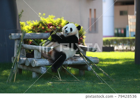 Panda 79428536