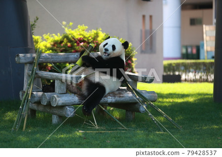 Panda Panda 79428537