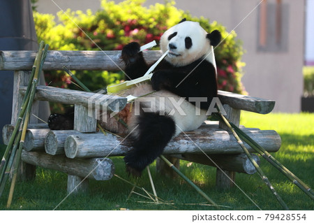 Panda Panda 79428554