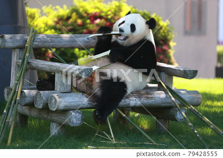 Panda Panda 79428555