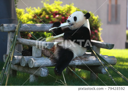 Panda Panda 79428592