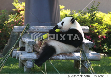 Panda Panda 79428595