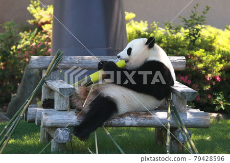 Panda Panda 79428596