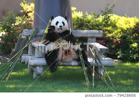 Panda Panda 79428608