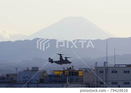 黃昏時分，魚鷹與富士山一起飛翔 79428616
