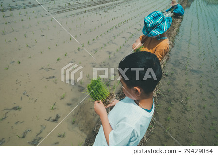 孩子們的水稻種植體驗 79429034