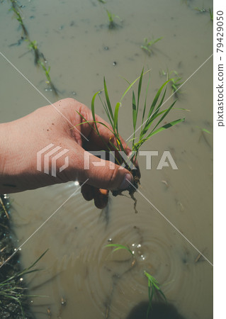 Rice planting 79429050