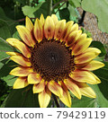 Sunflower sunflower sunflower 79429119