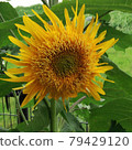 Sunflower sunflower sunflower 79429120