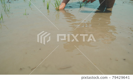 Children's rice planting experience 79429641
