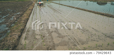 Rice planting Rice planting 79429643