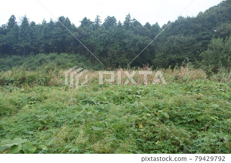 Grassy wasteland 79429792