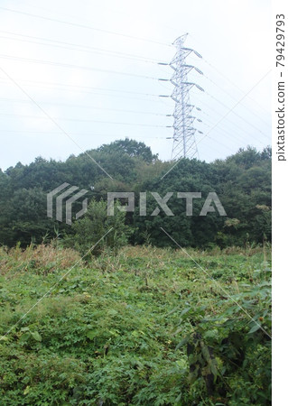 Grassy wasteland 79429793