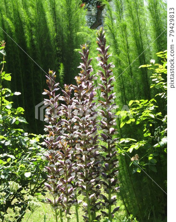 White flowers of acanthus like large Trano White flowers of acanthus like large Trano 79429813